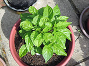 Trinidad Scorpion Butch Taylor