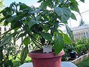 Trinidad Scorpion Butch Taylor