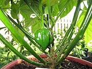 Trinidad Scorpion Butch Taylor