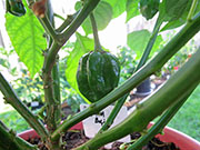 Trinidad Scorpion Butch Taylor