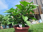 Trinidad Scorpion Butch Taylor