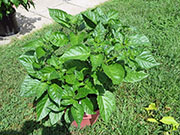 Trinidad Scorpion Butch Taylor
