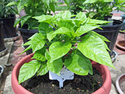 Trinidad Scorpion Butch Taylor