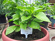 Trinidad Scorpion Butch Taylor