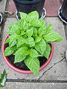 Trinidad Scorpion Butch Taylor