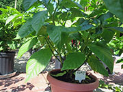 Trinidad Scorpion Butch Taylor
