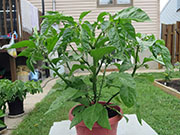 Trinidad Scorpion Butch Taylor