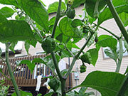 Trinidad Scorpion Butch Taylor