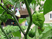 Trinidad Scorpion Butch Taylor