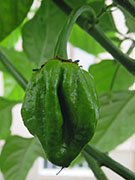 Trinidad Scorpion Butch Taylor