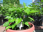 Trinidad Scorpion Butch Taylor