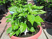 Trinidad Scorpion Butch Taylor