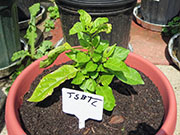 Trinidad Scorpion Butch Taylor