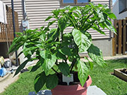Trinidad Scorpion Butch Taylor