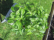 Trinidad Scorpion Butch Taylor