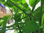 Trinidad Scorpion Butch Taylor