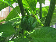 Trinidad Scorpion Butch Taylor