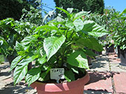 Trinidad Scorpion Butch Taylor