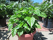 Trinidad Scorpion Butch Taylor