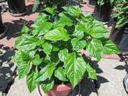 Trinidad Scorpion Butch Taylor