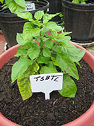 Trinidad Scorpion Butch Taylor