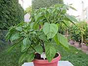 Trinidad Scorpion Butch Taylor