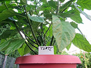 Trinidad Scorpion Butch Taylor