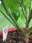 Trinidad Scorpion Butch Taylor