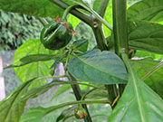 Trinidad Scorpion Butch Taylor