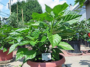 Trinidad Scorpion Butch Taylor