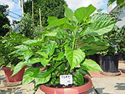 Trinidad Scorpion Butch Taylor