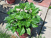 Trinidad Scorpion Butch Taylor
