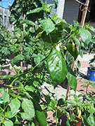 Ají­ Habañero