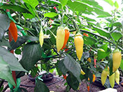 Ají­ Habañero
