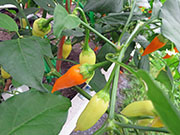 Ají­ Habañero
