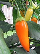 Ají­ Habañero