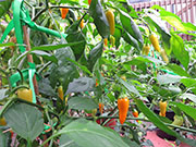 Ají­ Habañero