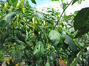 Ají­ Habañero