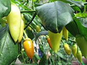 Ají­ Habañero