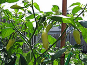 Ají­ Habañero