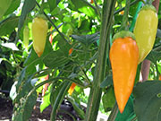 Ají­ Habañero