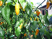 Ají­ Habañero
