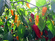 Ají­ Habañero