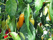 Ají­ Habañero