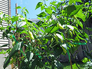 Ají­ Habañero