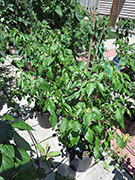 Ají­ Habañero
