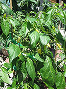 Ají­ Habañero