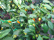 Ají­ Habañero