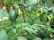 Ají­ Habañero