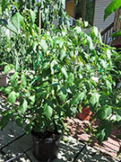 Ají­ Habañero